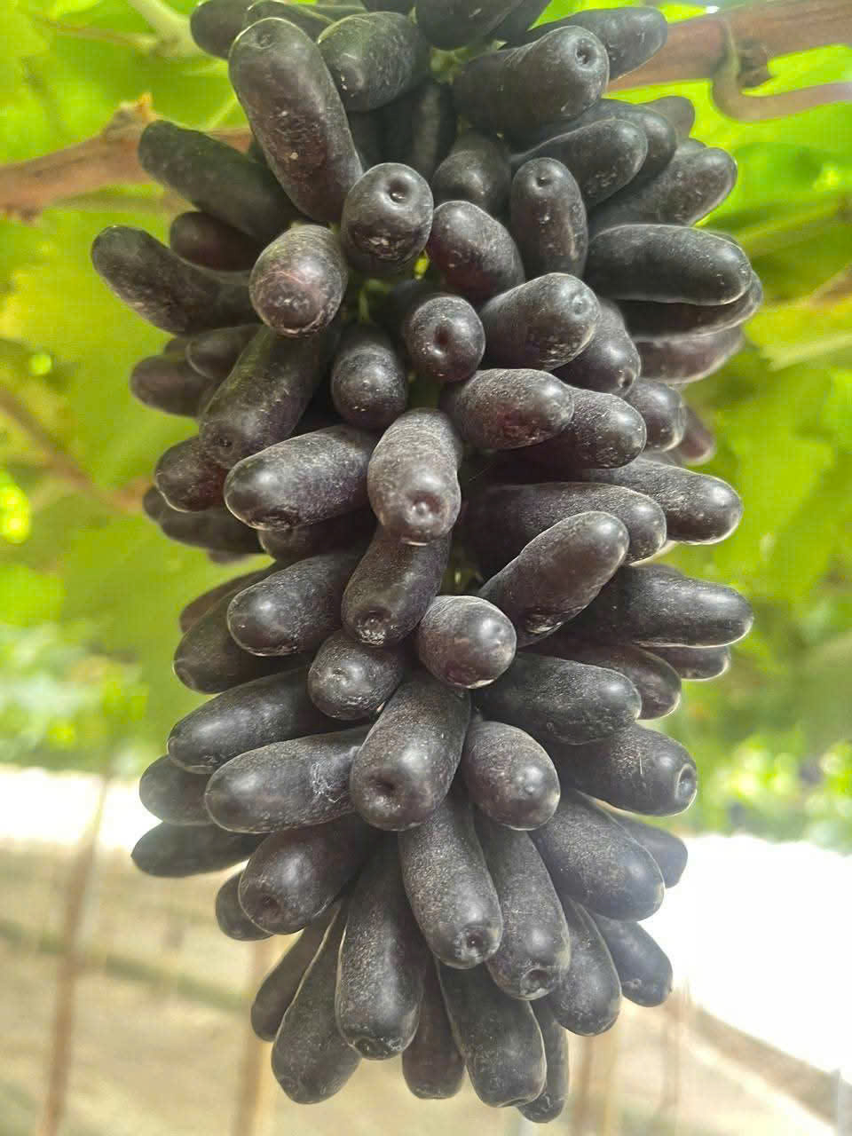 Nho ngón tay Phan rang